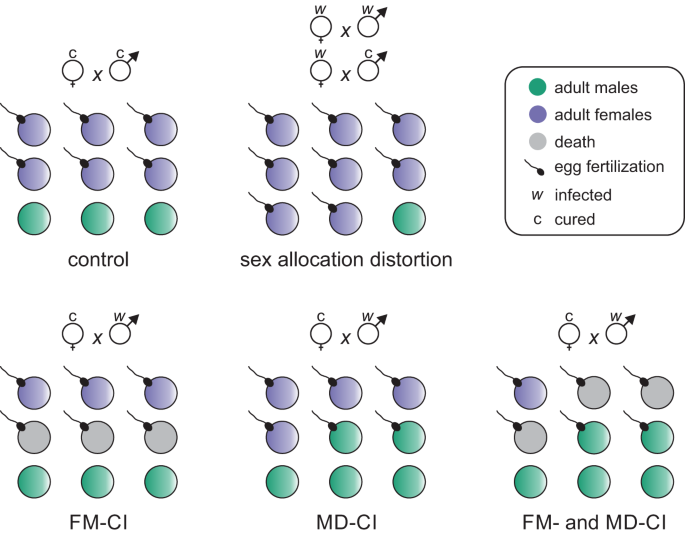 Fig. 1: Wolbachia induce two distinct reproductive phenotypes in Tetranychus mites.