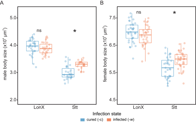 Fig. 5: Wolbachia-induced size difference can persist into the adult stage of Tetranychus mites.