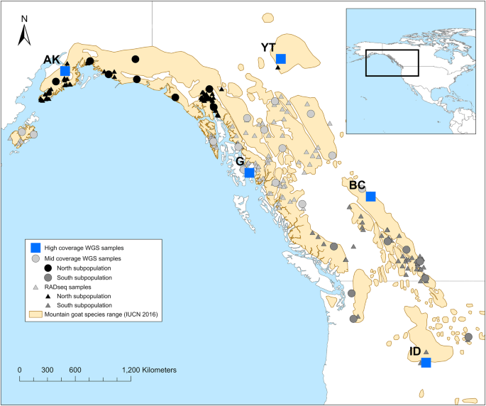 Fig. 1: A map of the O. americanus tissue sample locations and extent of the species range.