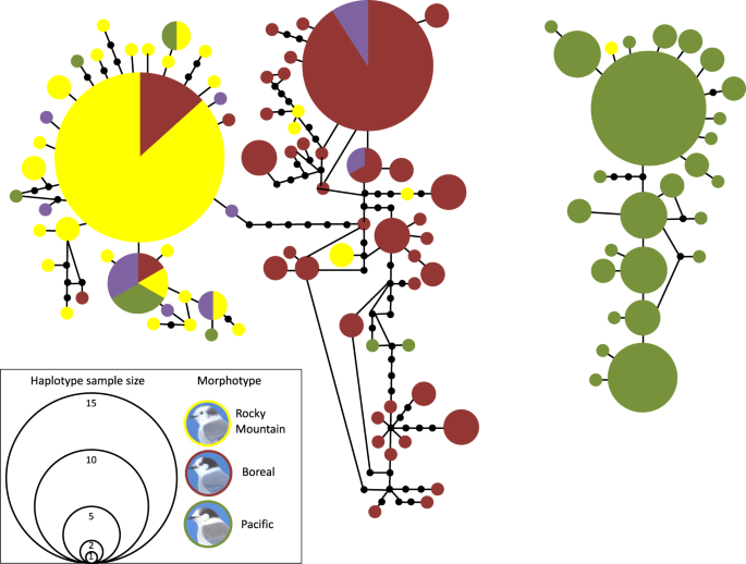 Habitat and climate influence hybridization among three 