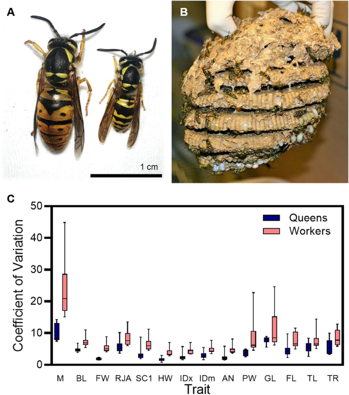 Fig. 1: The Eastern Yellowjacket Wasp, Vespula maculifrons, and morphological variability among queen and worker castes.