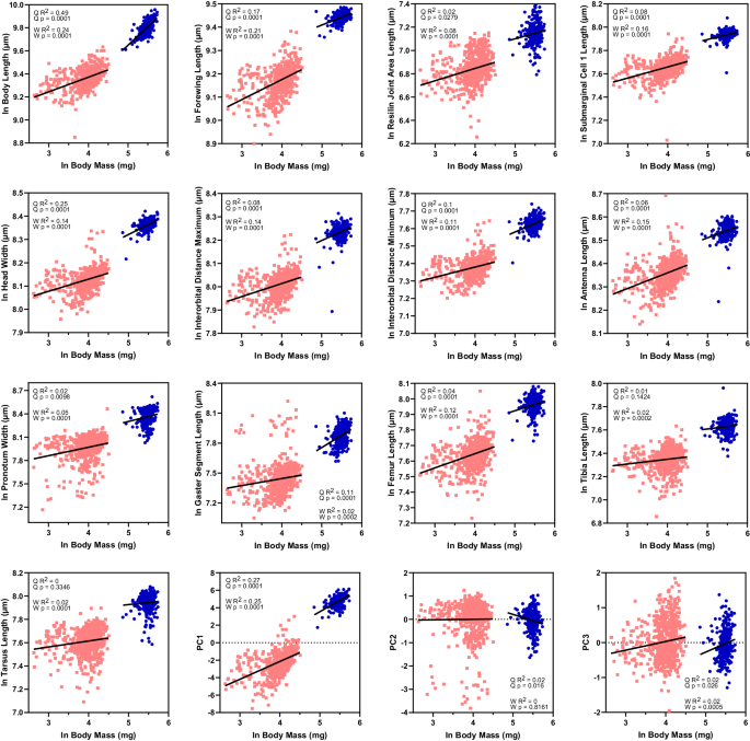 Fig. 3: Scaling relationships in queen and worker V. maculifrons castes.