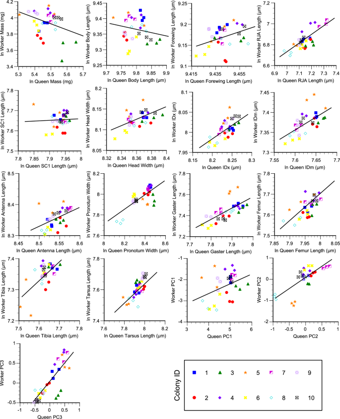 Fig. 5: The across colony caste correlation for V. maculifrons traits.
