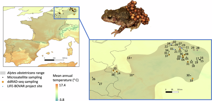 Fig. 1: Sampling the northern and eastern range limits of Alytes obstetricans.