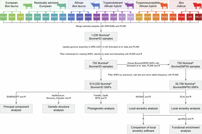 Fig. 1: Diagram showing study workflow.