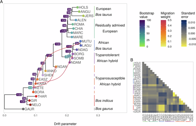 Fig. 4: Phylogenetic network of Bos taurus, B. indicus, and hybrid B. taurus × B. indicus cattle.