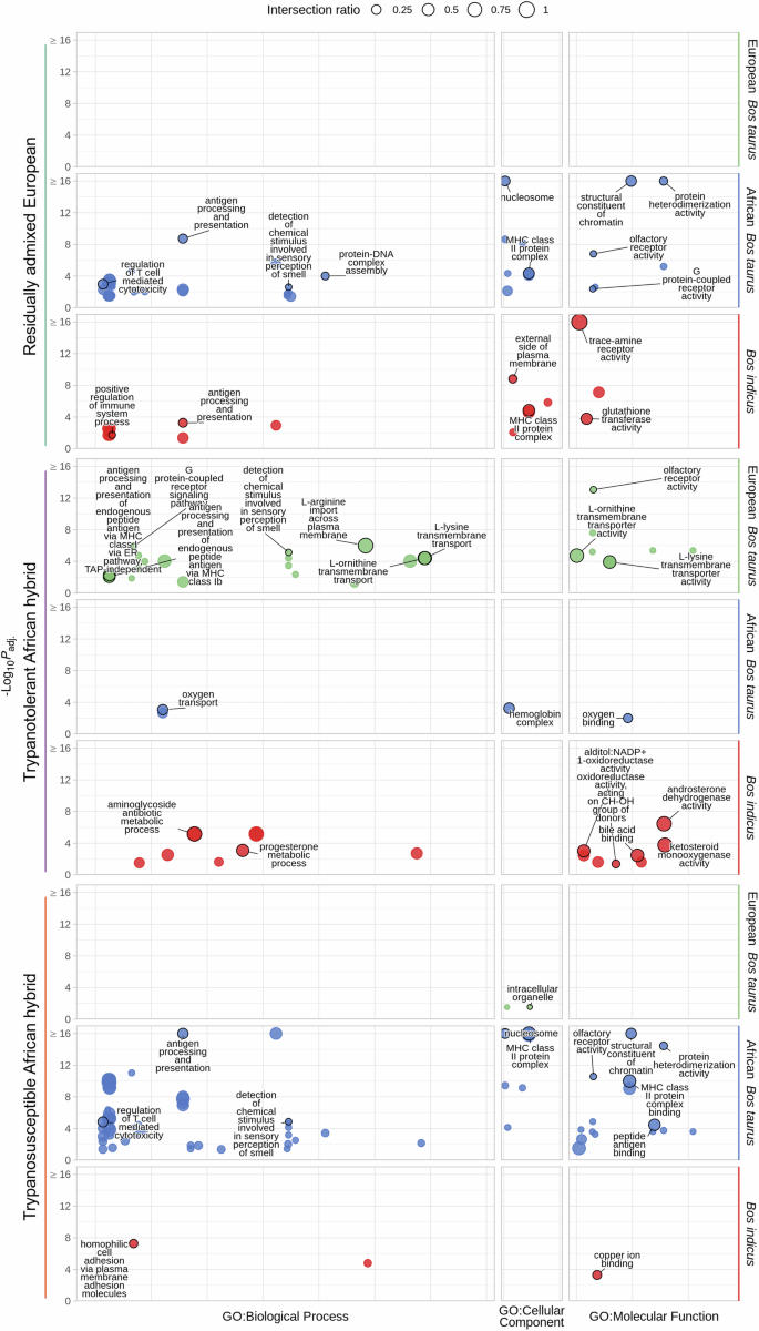 Fig. 6: g:Profiler functional enrichment of introgressed regions in residually admixed European, and trypanotolerant and trypanosusceptible African hybrid populations detected with MOSAIC and high-density SNP data.