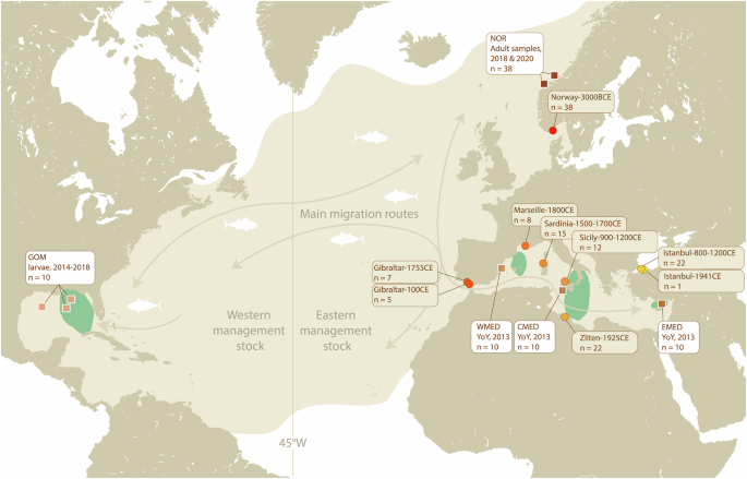 Fig. 1: Distribution of the Atlantic bluefin tuna, including spawning areas (green) currently considered by management (adapted from IMR (2021)).