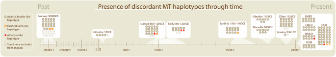 Fig. 4: Pacific bluefin-like MT haplotypes (yellow stars) or albacore-like MT haplotypes (red stars) are observed along an entire 5000-year-old chronology of ancient Atlantic bluefin tuna specimens.