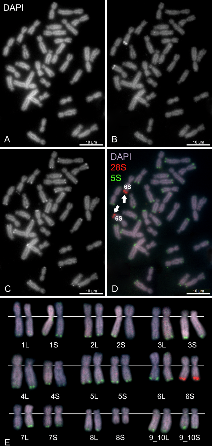 Fig. 2: Mapping of ribosomal genes using FISH on metaphase spread in X. pygmaeus, sample XPYTaF1-1.