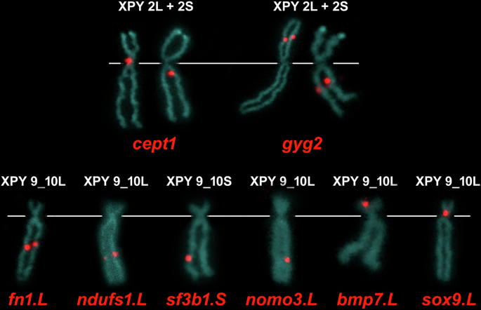 Fig. 3: Mapping of single-copy genes by FISH-TSA with positive red signals on X. pygmaeus chromosomes (XPY), sample XPYTaF1-1.