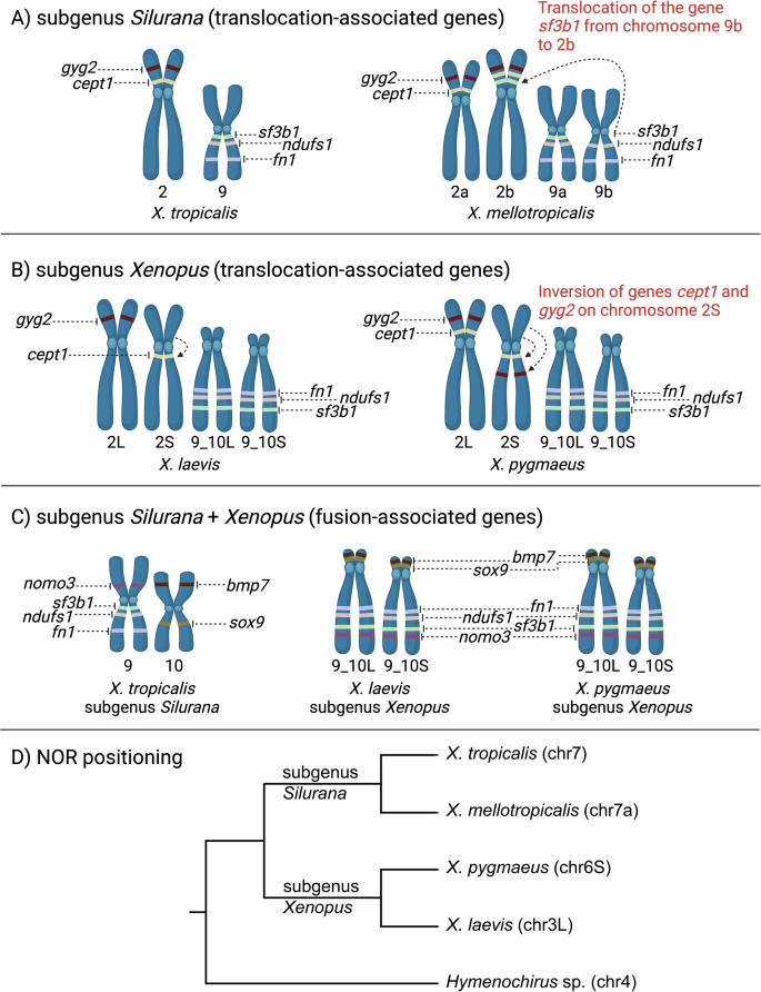 Fig. 4: Locations of selected single-copy genes in four Xenopus species and phylogenetic relationships of these species with respect to NOR locations.