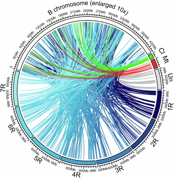 Fig. 1: The rye B chromosome possesses a complex, mosaic-like sequence composition.