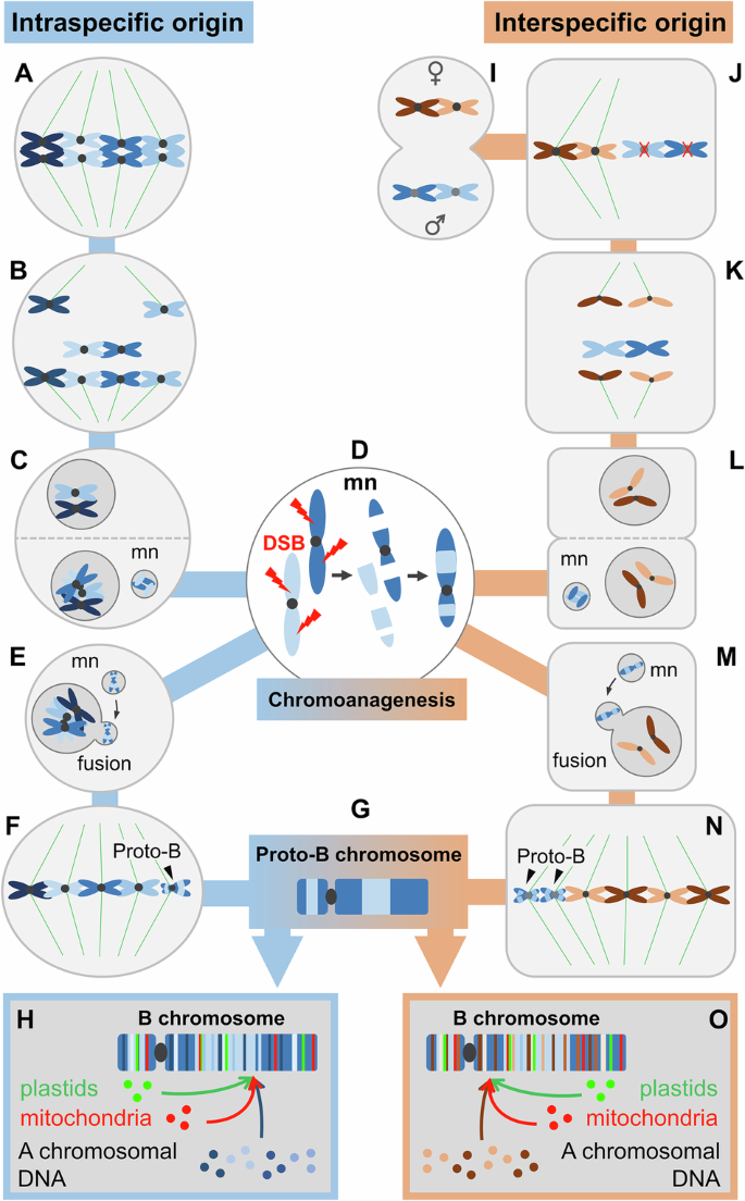 Fig. 2: Hypothesis on the intra- and interspecific origin and evolution of a sequence complex B chromosome.