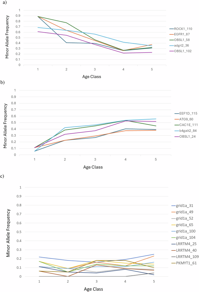 Fig. 2: Allele frequencies associated with age.