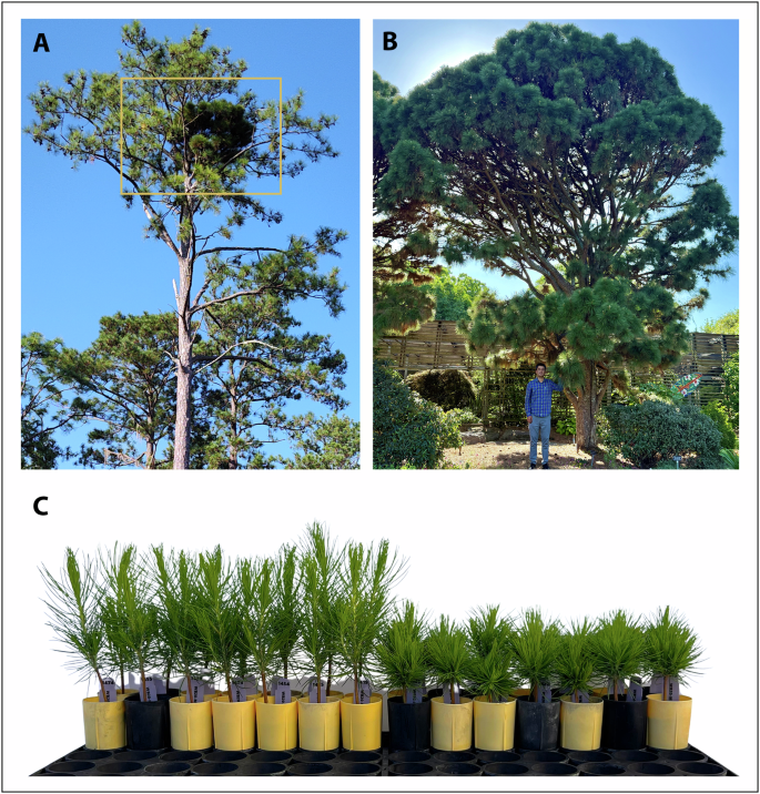 Dwarfism in Pinus taeda originates from independent somatic mutations ...