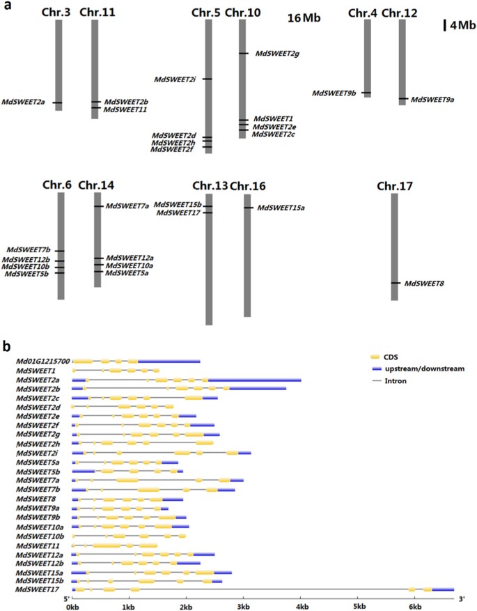 Developing gene-tagged molecular markers for evaluation of genetic  association of apple SWEET genes with fruit sugar accumulation |  Horticulture Research