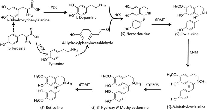 Fig. 1: Biosynthetic pathway of the common precursor to BIAs in plants.
