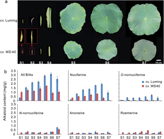 Fig. 2: Profile of lotus alkaloids in leaves at different developmental stages.