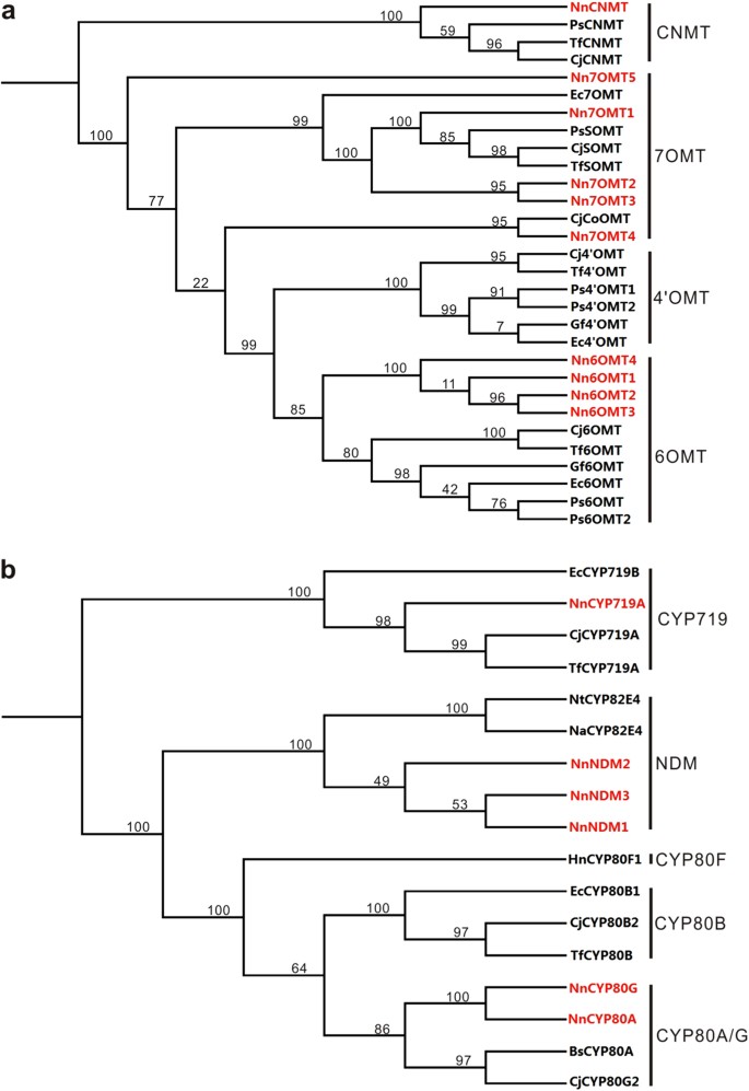 Fig. 3: Phylogenetic trees derived from amino acid sequences of genes encoding methyltransferase and CYP protein, respectively, which are expressed in the leaf of lotus.