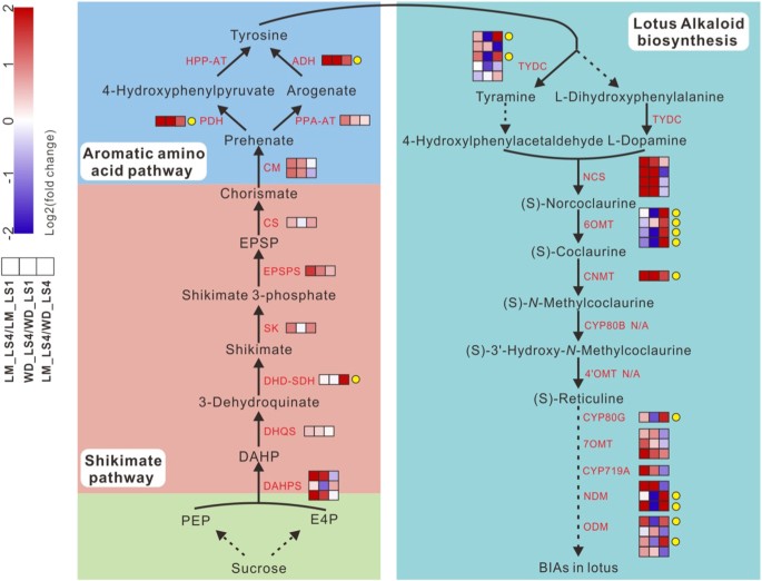 Fig. 4: Schematic diagram of fold change in expression level of structural genes in BIA, shikimate, and aromatic amino acid pathways in lotus leaf between two stages of the same cultivar or between cultivars with the same stage 4.