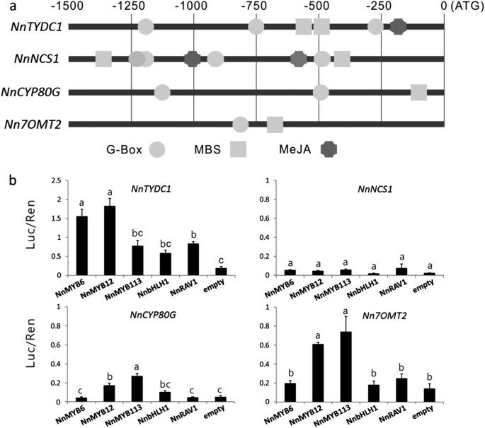 Fig. 7: Relationship between regulatory genes and BIA biosynthetic pathway genes in lotus.