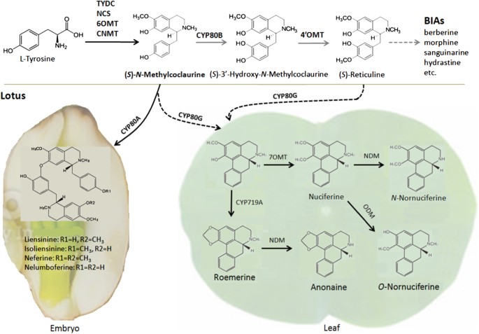 Fig. 8: Schematic diagram of a proposed biosynthetic pathway of BIAs derived from the precursor (S)-N-methylcoclaurine in lotus.