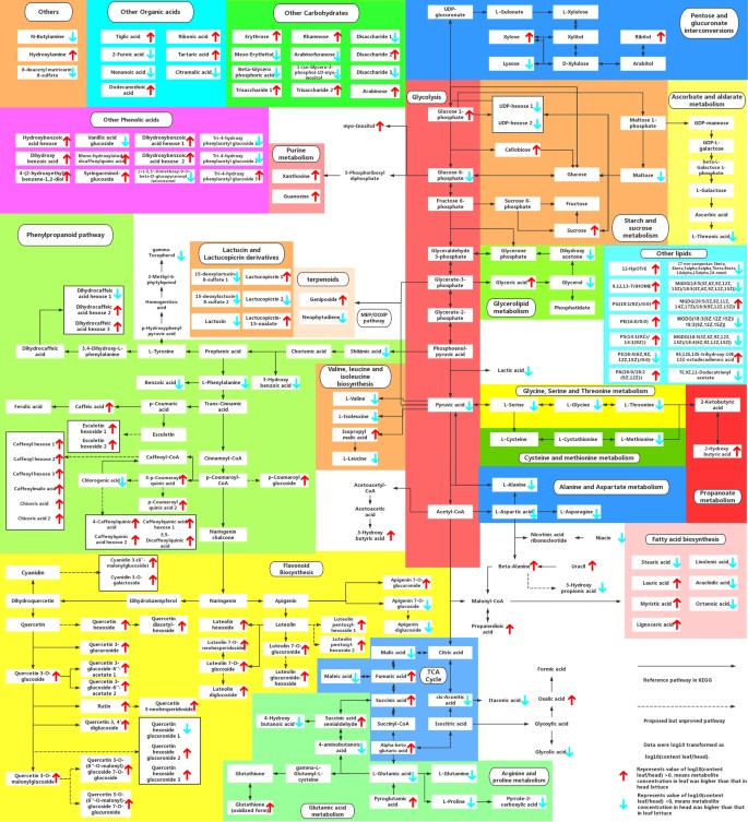 Fig. 2: Metabolic pathways of lettuce.
