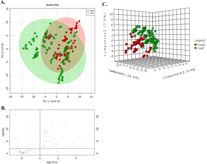 Fig. 3: The data analysis of the metabolites in leaf and head lettuces.