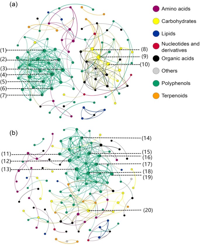 Fig. 5: Network analysis of the metabolites in leaf and head lettuces.
