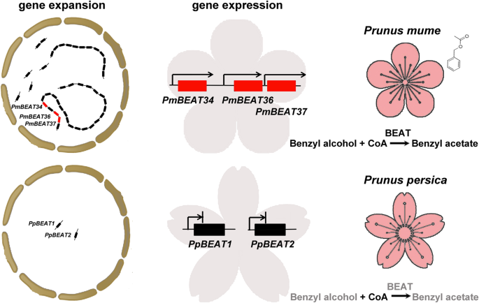 Fig. 10: Model for PmBEAT gene evolution and function in the flowers of P. mume.