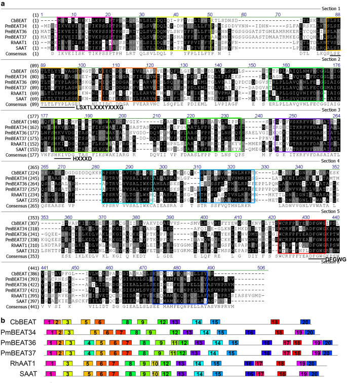 Fig. 6: Comparison of the amino acid sequences and motifs of PmBEATs with those of closely related alcohol acetyltransferases from other species.