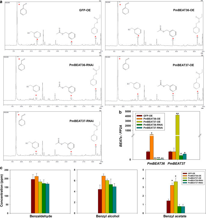 Fig. 8: Expression levels of PmBEATs affect the benzyl acetate content in the petal protoplasts of P. mume.