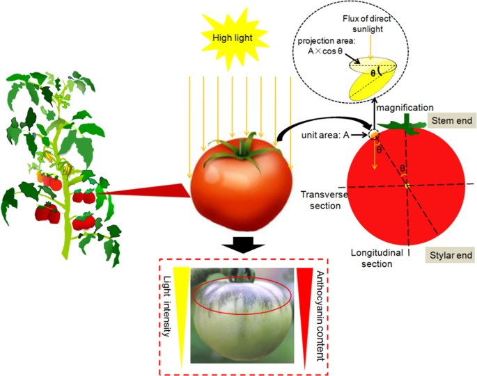 Metabolic and molecular analysis of nonuniform anthocyanin pigmentation in  tomato fruit under high light | Horticulture Research