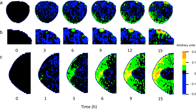 Localized Bursting Of Mesocarp Cells Triggers Catastrophic Fruit Cracking Horticulture Research