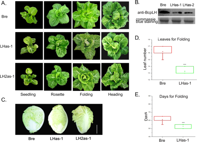 Fig. 2: BcpLH controls leaf curvature and heading characteristics of Chinese cabbage.