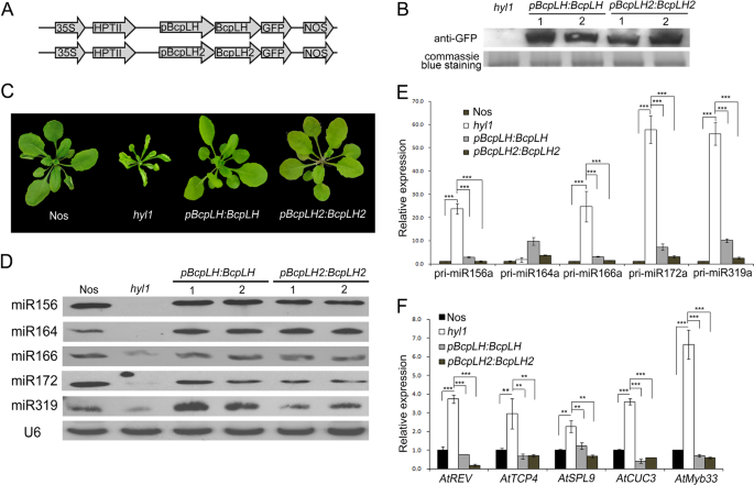 Fig. 3: BcpLH rescued the accumulation of miRNA in hyl1.