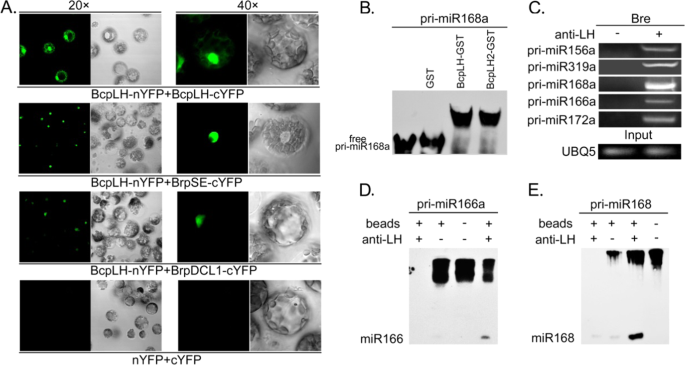 Fig. 4: BcpLH is involved in miRNA processing.