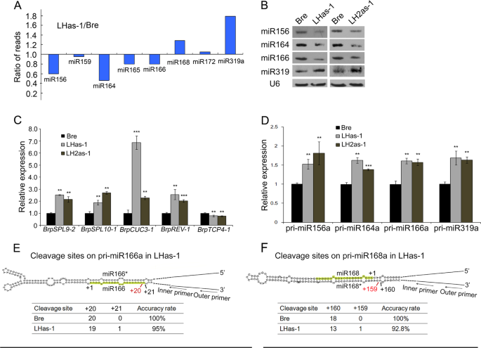 Fig. 5: BcpLH affects the efficiency of miRNA processing in Chinese cabbage.