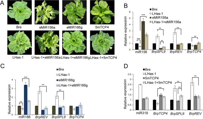 Fig. 6: miRNA overexpression partially rescued the phenotype of LHas-1.