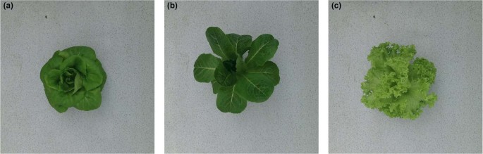 literature review on lettuce pdf figure 1