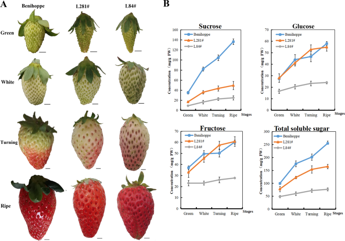 The Sugar Transporter System Of Strawberry Genome Wide Identification And Expression Correlation With Fruit Soluble Sugar Related Traits In A Fragaria Ananassa Germplasm Collection Horticulture Research The Sugar Transporter System Of Strawberry Genome Wide Identification And Expression Correlation With Fruit Soluble Sugar Related Traits In A Fragaria Ananassa Germplasm Collection Horticulture Research