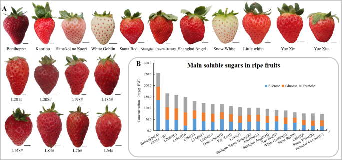 The Sugar Transporter System Of Strawberry Genome Wide Identification And Expression Correlation With Fruit Soluble Sugar Related Traits In A Fragaria Ananassa Germplasm Collection Horticulture Research The Sugar Transporter System Of Strawberry Genome Wide Identification And Expression Correlation With Fruit Soluble Sugar Related Traits In A Fragaria Ananassa Germplasm Collection Horticulture Research