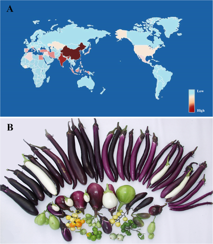 A High Quality Chromosome Level Genome Assembly Reveals Genetics For Important Traits In Eggplant Horticulture Research