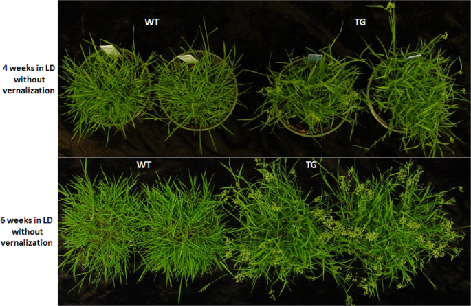 Fig. 1: Osa-miR396c transgenic creeping bentgrass flowers without vernalization.