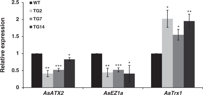 Fig. 5: Expression levels of methyltransferases AsATX2, AsEZ1a, and AsTrx1 in WT and TG plants under SD conditions.