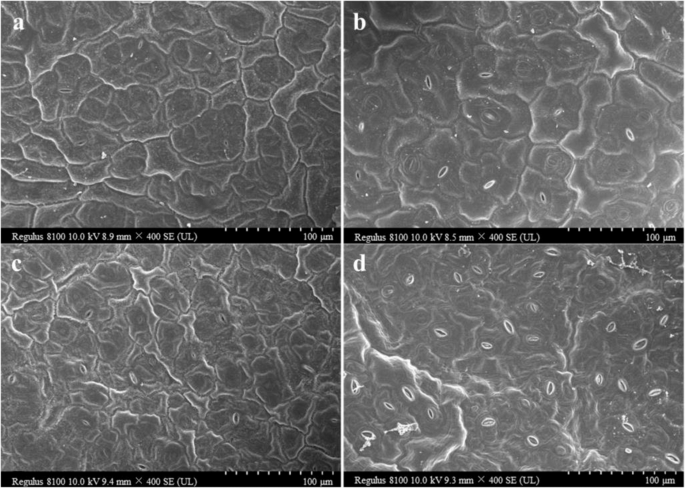 Fig. 4: Scanning electron microscopy images of wild-type FT and nhm1 mutant leaves.