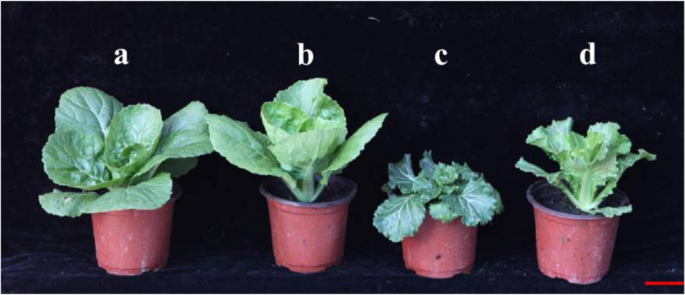 Fig. 8: Phenotypes of the wild-type FT and nhm1 plants in response to exogenous GA3 treatments.