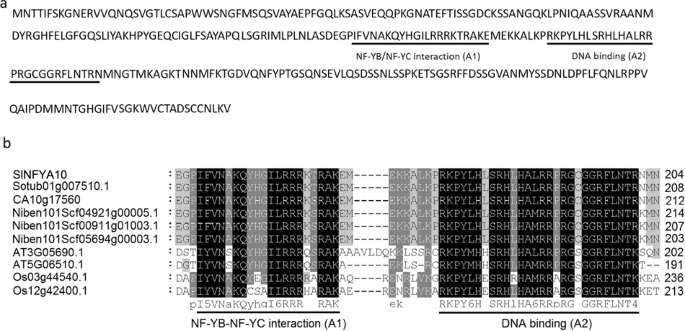 Fig. 1: Alignment of the SlNFYA10 sequence with the sequences of its counterparts in plants.