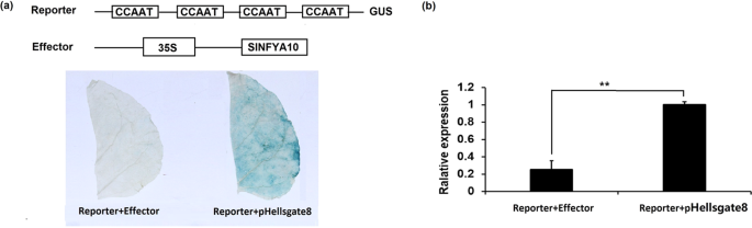Fig. 4: Transcriptional activity of SlNFYA10 in plants.